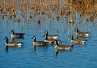 MDC urges Missourians to watch for bird flu during fall migration