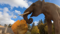 Oregon Zoo's Elephants Tackle Huge Pumpkins