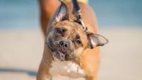 Scientists Finally Figured Out Why Big Dogs Age Faster Than Small Dogs