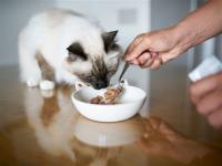 Cat food investigation finds heavy metals, pesticides, and plastic chemicals