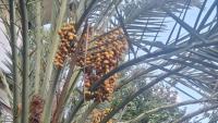 Climate Change Brings Dates to Chitral: Date Trees Begin to Bear Fruit