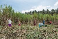 India bars sugarcane juice, syrup for ethanol production in 2026-27