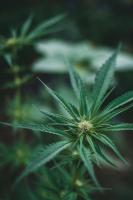 Maryland’s Concentrate Buyers Are Learning What Canada Already Knows About Live Resin