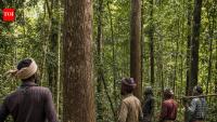 NGO seeks probe into tree-felling circular