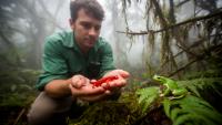 Honduran Cloud Forest Reveals 105 Reptile and Amphibian Species