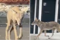 Toddler attacked by coyote in Los Angeles’ Atwater Village