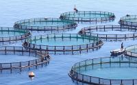 Egypt’s Farmed Fish Cleared for European Union Market