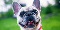 Nebraska Humane Society: Signs your dog is happy, according to a veterinary behaviorist