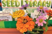 From garden to table: Cook healthy meals at home