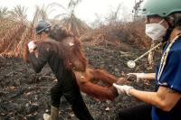 Dozens of orangutans saved from wildfires
