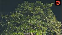 Delhi’s Saptaparni-scented October