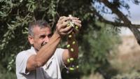 Rabbis for Human Rights files police complaint over Rabbi Lior’s Palestinian olive harvest ruling