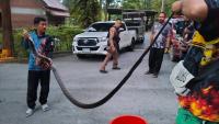 In Thailand, a nearly 16-foot black king cobra turns up inside a home as rain drives snakes in