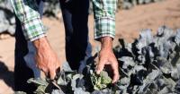 Colorado Farm to Table celebrates 30 years, new ED