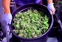 President Trump's Push to Reschedule Marijuana Hit a Snag. Is Green Thumb Still a Buy?