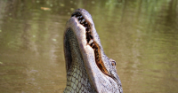 Monstrous Alligator Fatally Attacks Senior Fishing Along Lake Shoreline in Central Florida