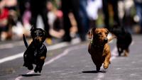 New Zealand dog events ‘skyrocketing’ as owners spend more on pets