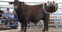 Gamble pays off for Drensmaine's wet Sunday Santa Gertrudis bull sale