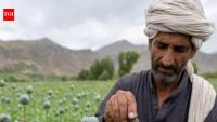 Allow poppy cultivation to tackle drug issue: NGO to Punjab govt