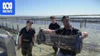 Oyster farmers cautious ahead of summer as algal bloom recovery continues