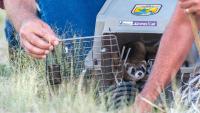 Black-footed ferrets vanish from Wyoming reintroduction site amid plague and drought