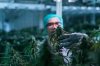 Trump's Marijuana Order Is Stuck at the DEA. Here's What That Means for Canopy Growth.