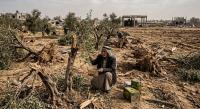 Israeli war uprooted olive trees in Gaza