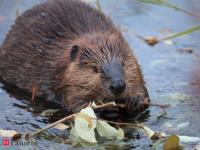 Beavers are building dams in human-altered streams in Switzerland. The animals are helping restore aquatic wildlife with their hard work