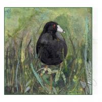 The Outside Story: The Life of the American Coot