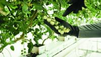 Growing a more food-secure Barbados