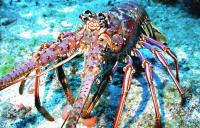 NOAA Proposes 28.8% Increase in St. Croix’s Spiny Lobster Catch Limit