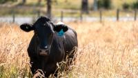 The beef industry’s early response to global warming was to downplay it