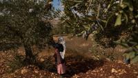 Olive harvest season, Israeli elections bring sharp increase in attacks on Palestinians in West Bank