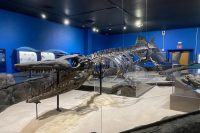 Georgia Southern University Museum brings back Feed the Mosasaur fundraiser for 40th anniversary of fossil unveiling