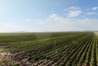 Agricultural production by small and medium-sized businesses grows by 15.5% in 2025
