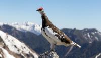 Researchers found a surprising abundance of life high in the mountains