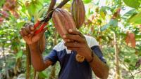 Extreme Rainfall Main Climate Threat To Cocoa Yields