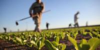 Agriculture: Innovation at the heart of national strategy
