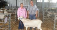 Shearing costs drive strong demand for Brendarey's Australian White rams
