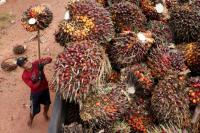 El Niño-powered drought leaves Indonesian palm farmers high and dry as river recedes
