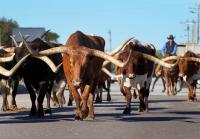 Dozens of cattle killed, others roam Missouri streets after truck overturns