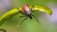 E Kazakhstan records 4,479 tick bite cases in 2026 season