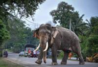 Sri Lanka Arrests Suspect in Death of Iconic Tusker Kawanthissa as Probe Widens