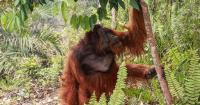 Indonesia probes alleged wildlife violation in burnt oil palm concession