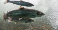 Chicken-fed salmon is coming to Irish supermarket shelves