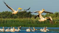 Why 2027 is set to be the year for birdwatching holidays – and where to go birding in Europe