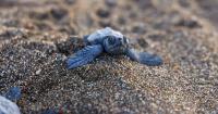 Warming sands create more female turtles on Turkish beaches