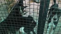Why regulator asked Gurugram civic body to cancel NGO’s dog sterilisation contracts