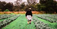 The Gauge: backpacker visa caps risk labour shortages and higher food costs