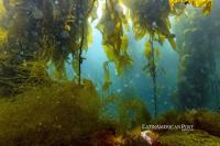 Chile’s Kelp Forest Ban: Protecting Fishermen and Underwater Ecosystems